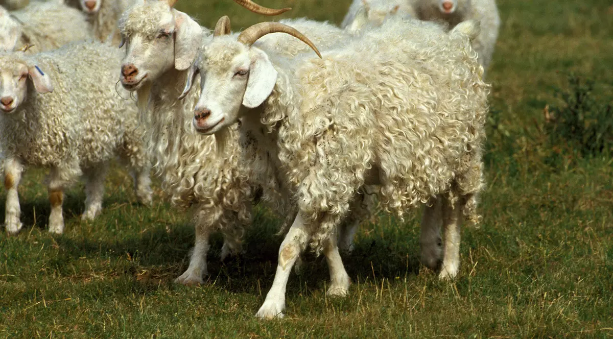 Doi români arestați pentru uciderea unei capre de Angora