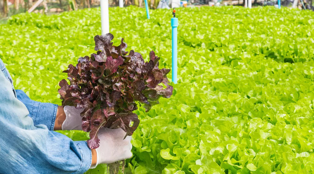 Români arestați pentru practicarea sclaviei în Marea Britanie