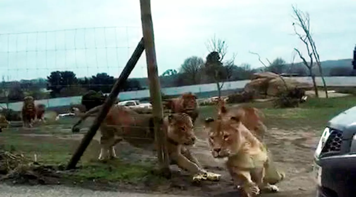 Momentul șocant în care o haită de lei atacă o mașină