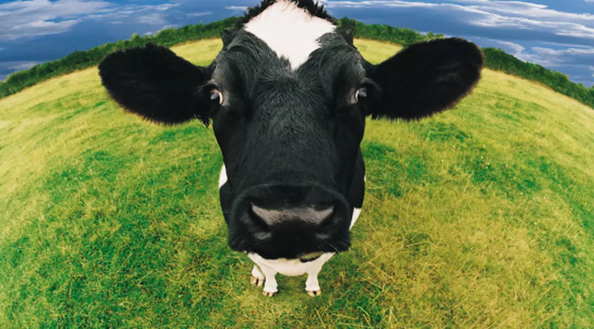 O vacă din Olanda s-a refugiat în pădure de teama abatorului