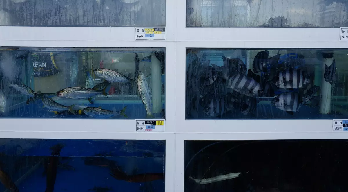 Ce se mănâncă la JO de iarnă 2018. Carnea de câine, în meniul restaurantelor, în ciuda reticenţei autorităţilor