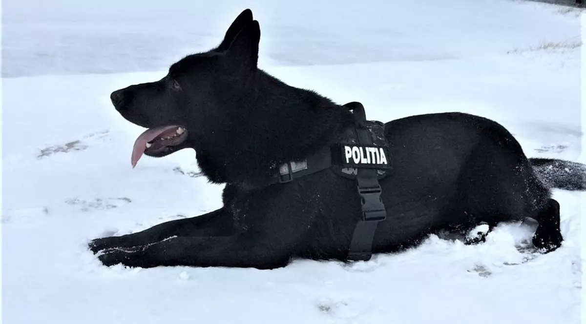 Pensie de 300 de lei, lunar, pentru câinii și caii de la Poliție, Jandarmerie și Armată