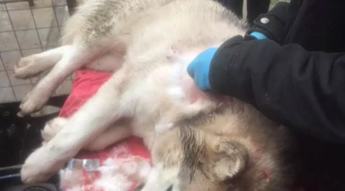 Câine împușcat cu o arbaletă