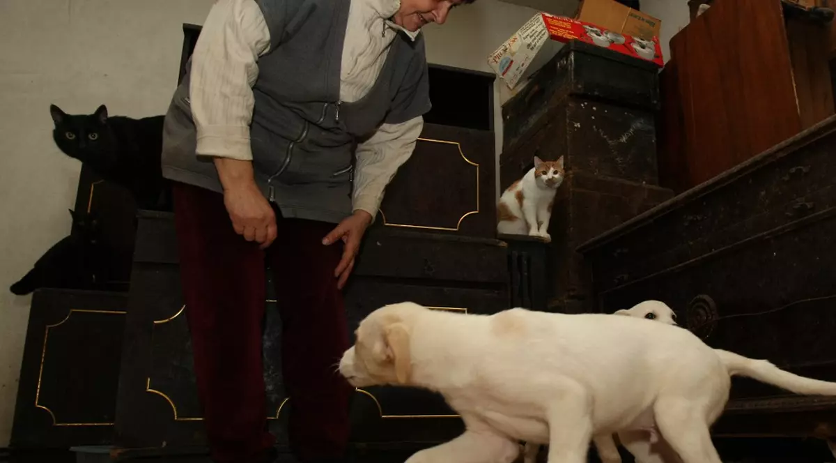 Sterilizare gratuită pentru pisici și câinii maidanezi cu stăpân