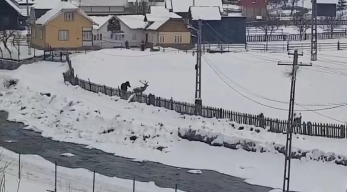 Cerb filmat în timp ce se juca cu un cal în Breaza, Suceava