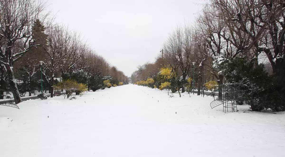 Arborii din Cișmigiu nu pot fi toaletați