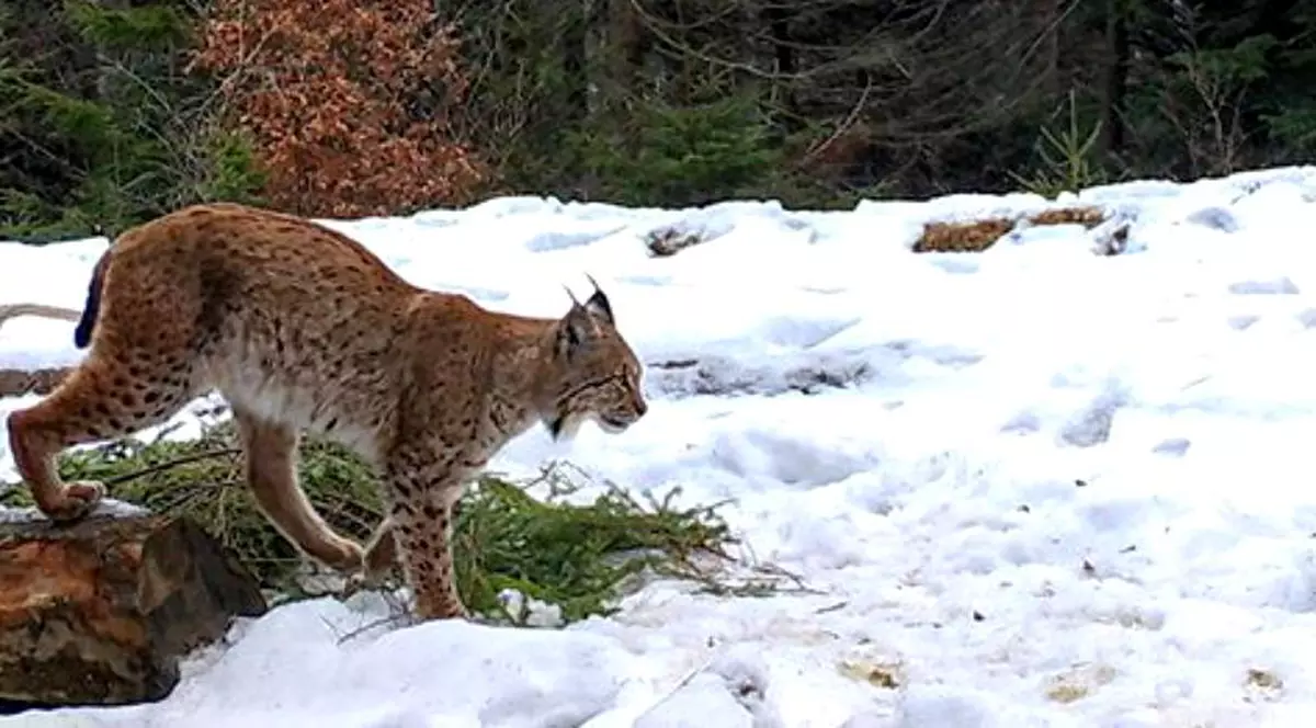 Cum își marchează râsul teritoriul