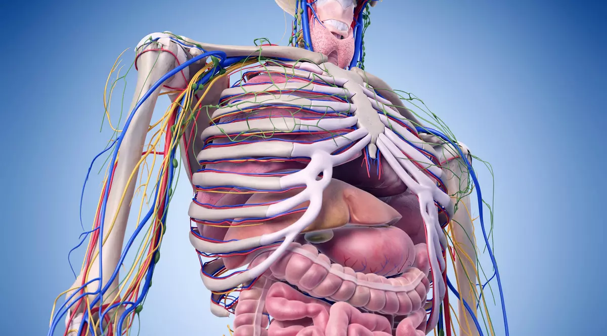 A fost descoperit un nou organ în corpul uman