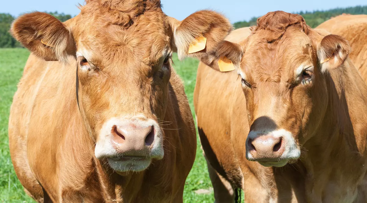 subventiile la bovine