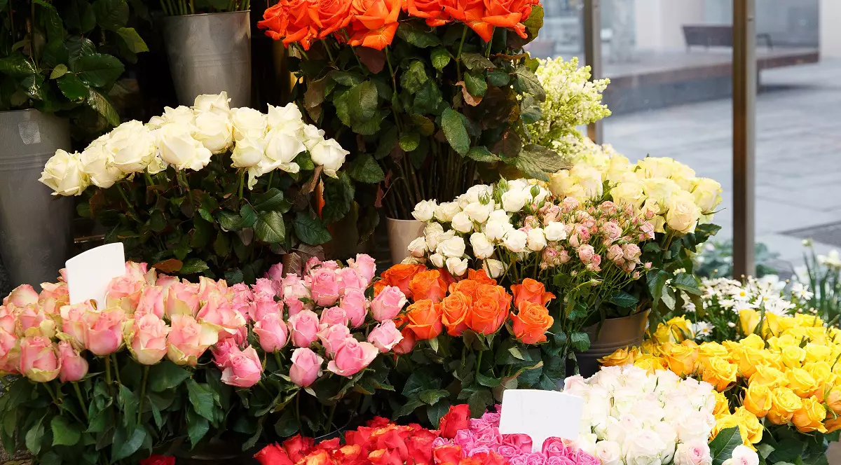 Importul de trandafiri în România