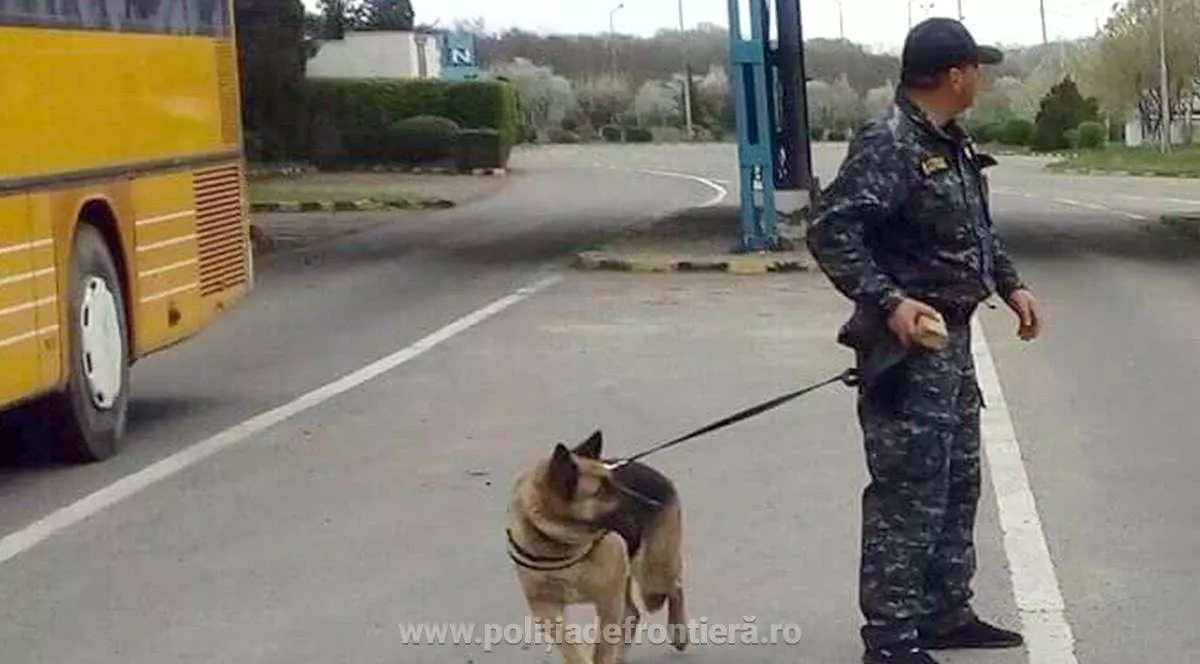 Câinele Roba l-a lăsat pe traficant fără un Mercedes. În mașină erau ascunde aproximativ 70.000 de țigări de contrabandă. câinele Roba și un polițist de frontieră