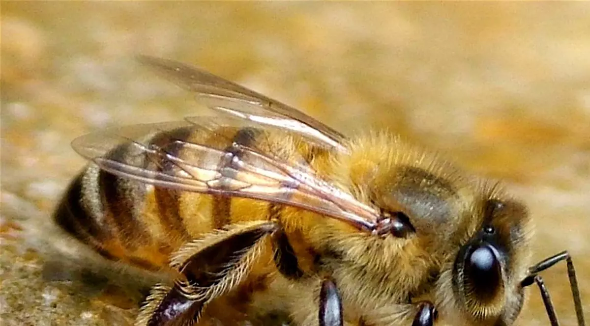 O femeie din Botoșani a murit după ce a fost atacată de albine. A făcut șoc anafilactic