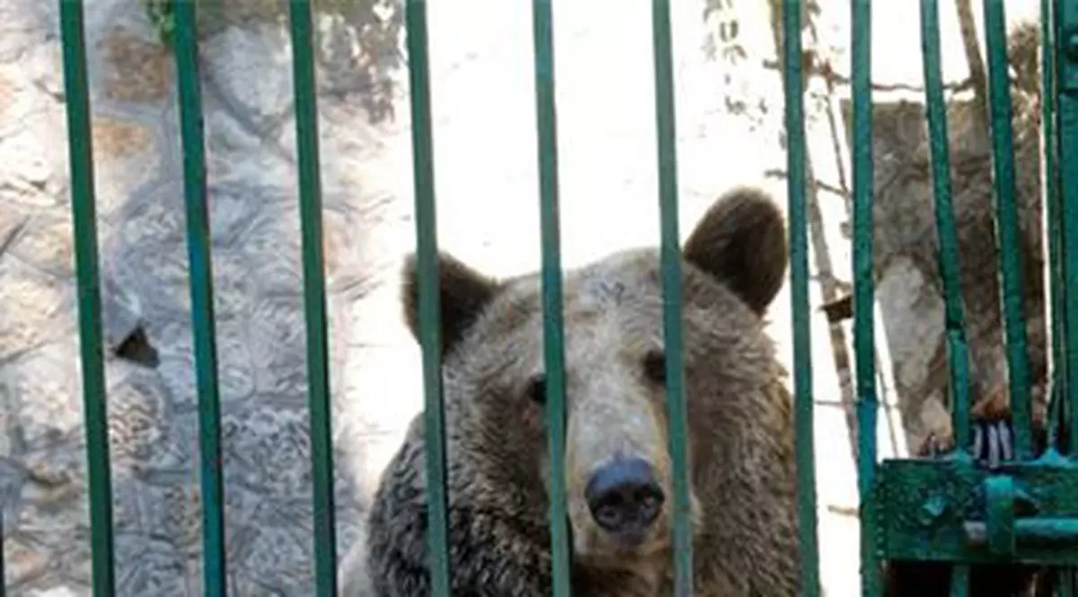 Ursoaica tristă de la Zoo Piatra Neamţ va ajunge la Rezervaţia de urşi de la Zărneşti. Anca a trăit 24 de ani chinuită într-o cușcă