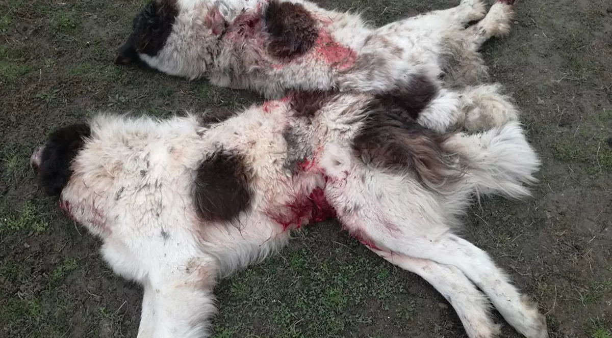 Câinii unei familii din Botoșani au fost împușcați