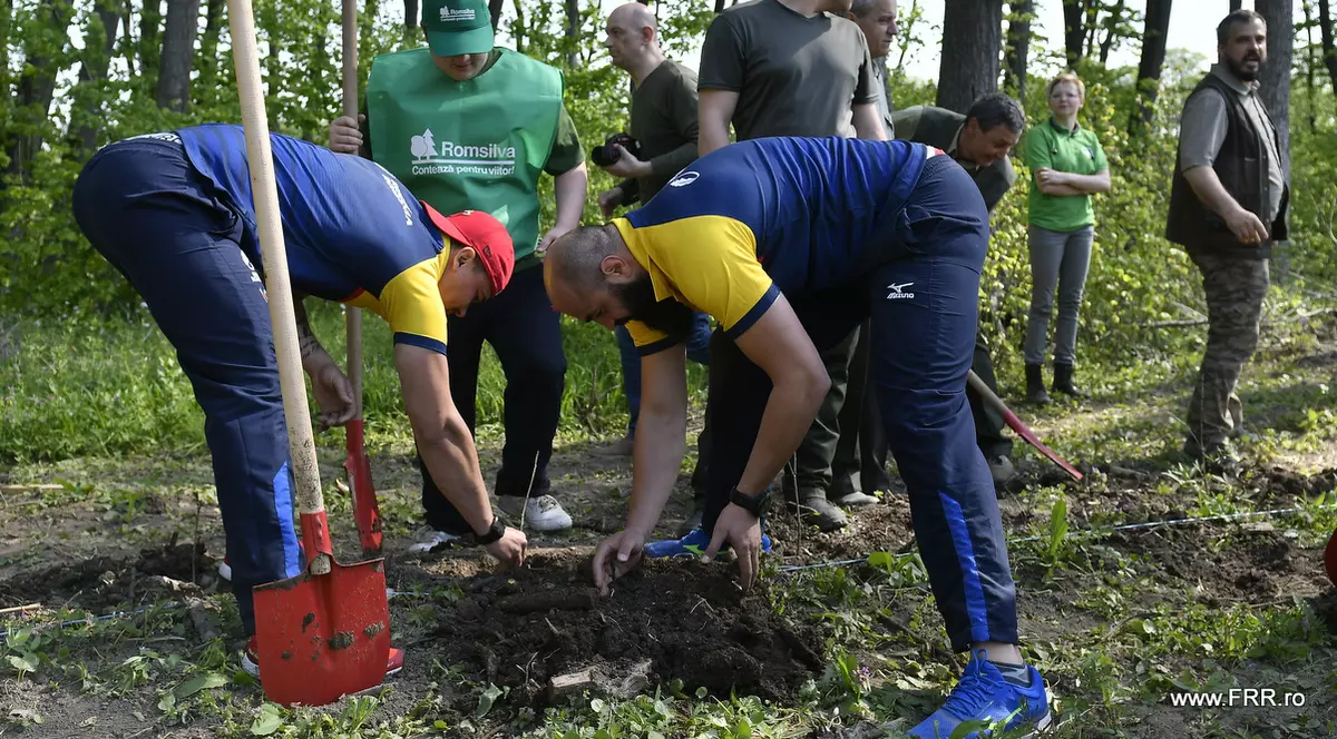 Stejarii au plantat stejari