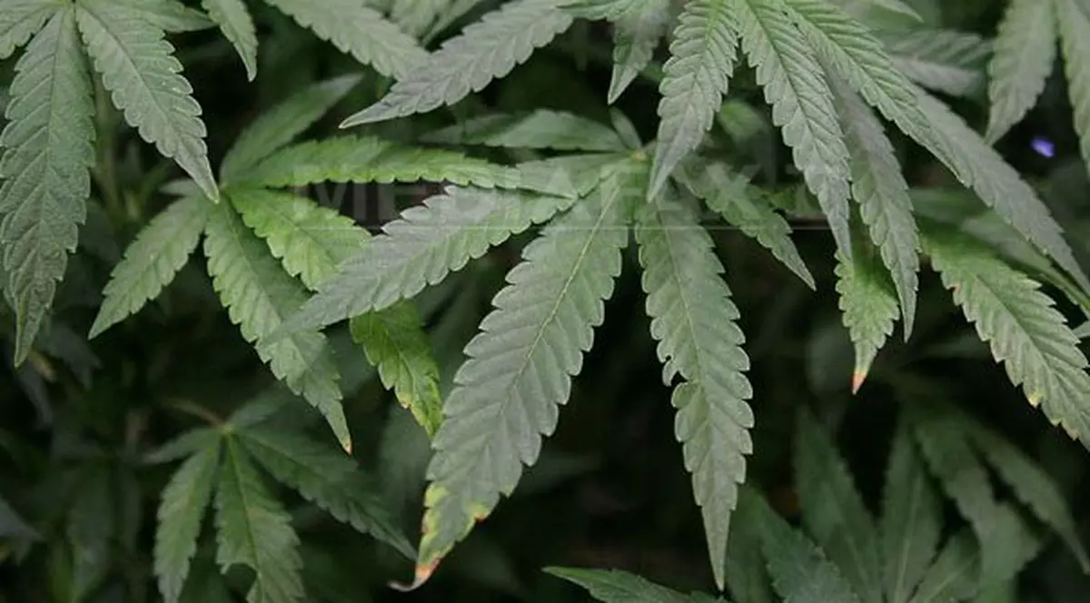 Cannabis confiscat la Arad