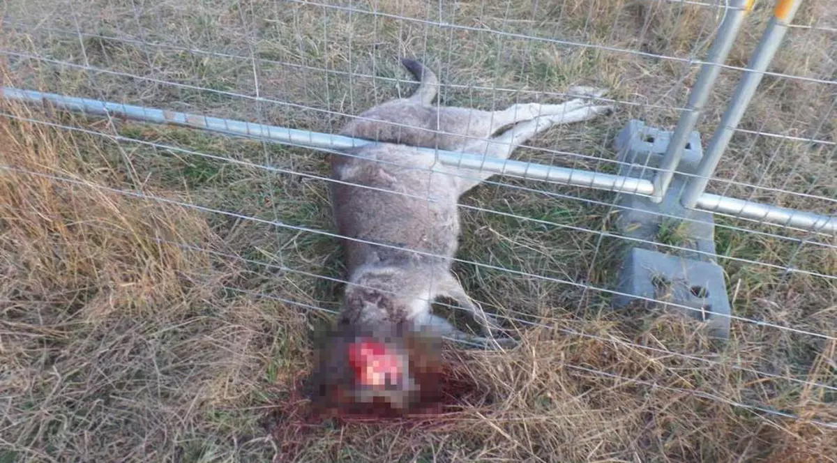 Vizitatorii unei grădini zoo din China au ucis un cangur, cu pietre. Un cangur mort, sub un gard, cu capul zdrobit. (Imagine de arhivă)