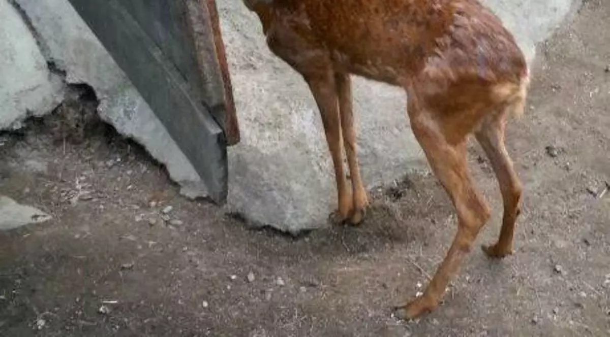 O căprioară lovită de o mașină a fost văzută pe o stradă din Buzău. Animalul rănit grav nu a mai putut fi salvat