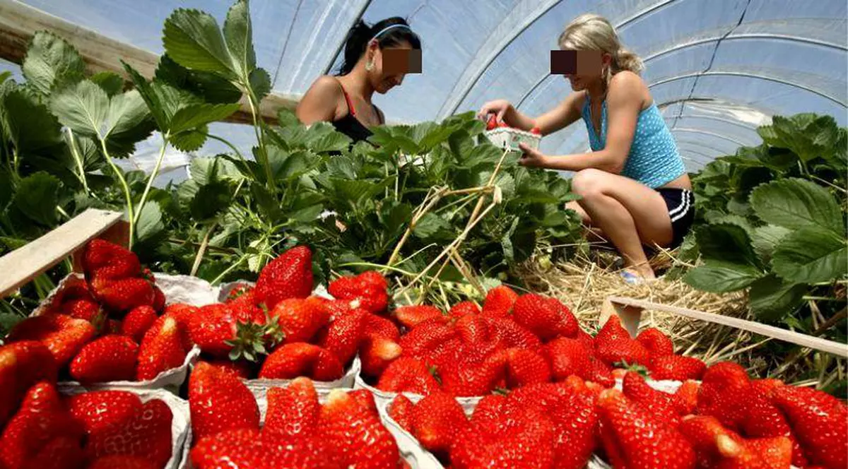 Româncele din Italia și Spania sunt sclavele aurului roșu. Două femei, una blondă și alta brunetă, la cules de căpșune