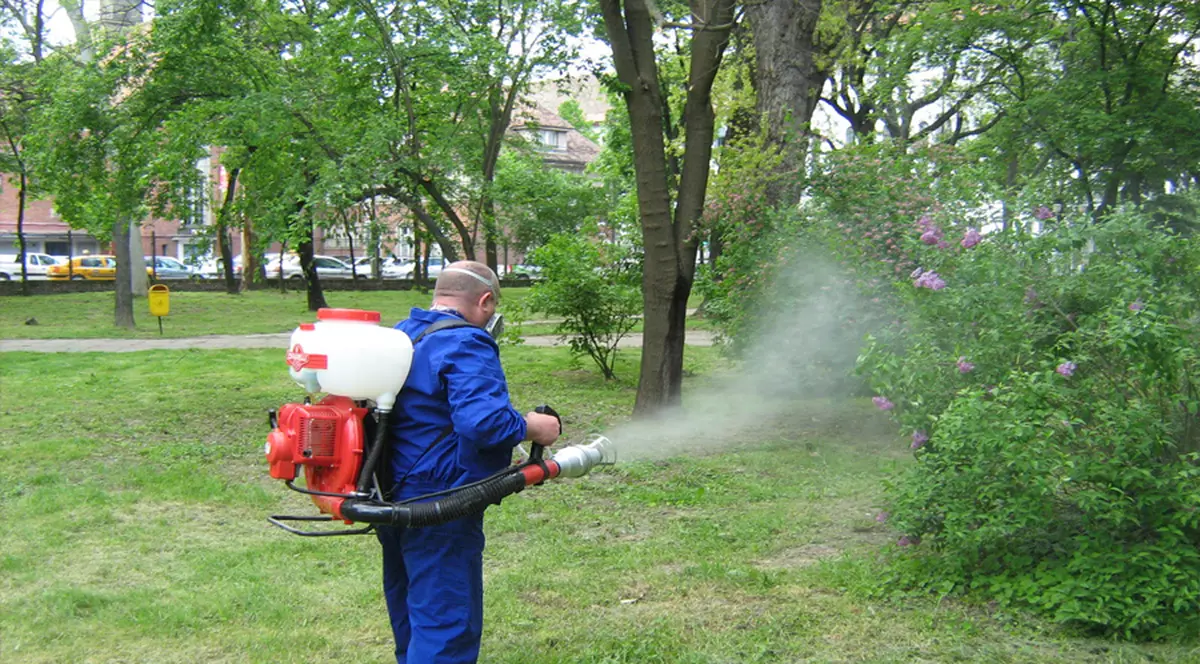 Timișoara, orașul în care nu s-a mai făcut dezinsecție cum trebuie de 4 ani. Mămicile fac petiții către primărie