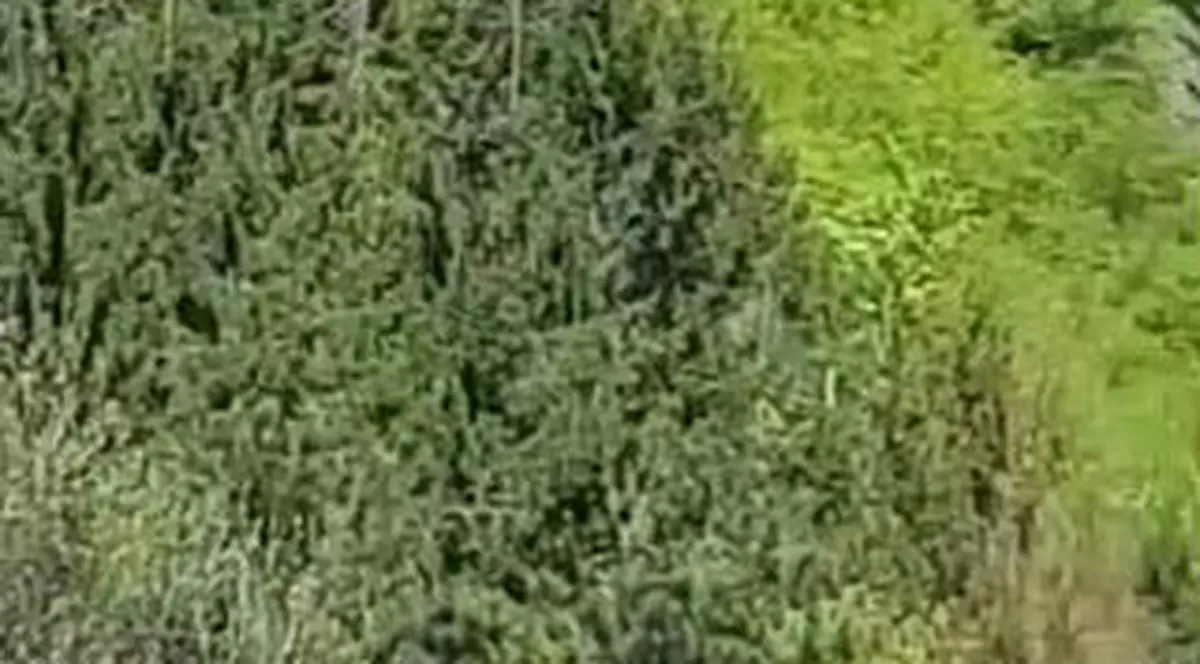 Incendiu de vegetație lângă Cetatea Poenari din județul Argeș. Cetatea Poenari, cu drapelul României. Captură video cu incendiul de la Cetatea Poenari