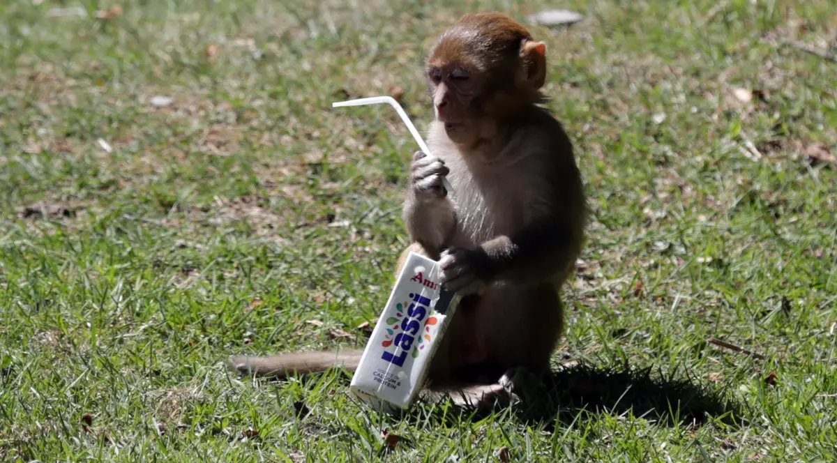 Bebeluș furat de o maimuță de lângă mama sa. Imagine reprezentativă: o maimută ținând o sticlă de plastic în mână