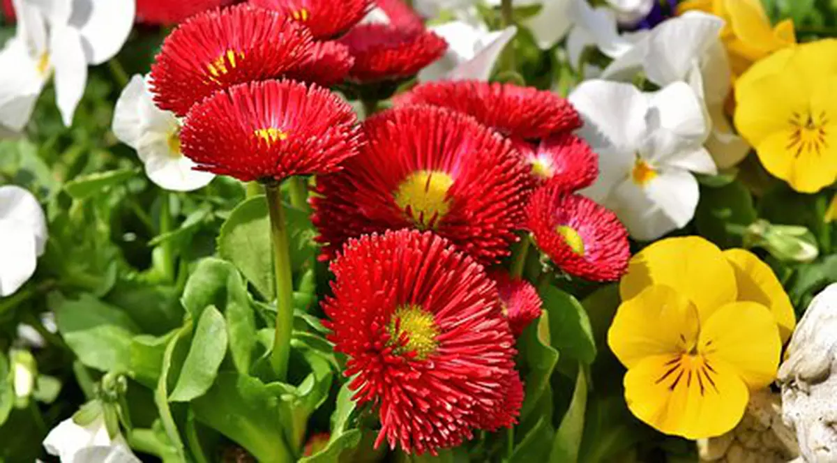 România are un deficit de 10.000 de florari