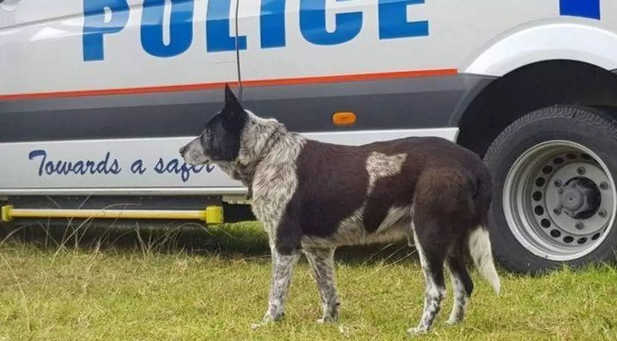 Un câine orb și surd a găsit o fetiță pierdută