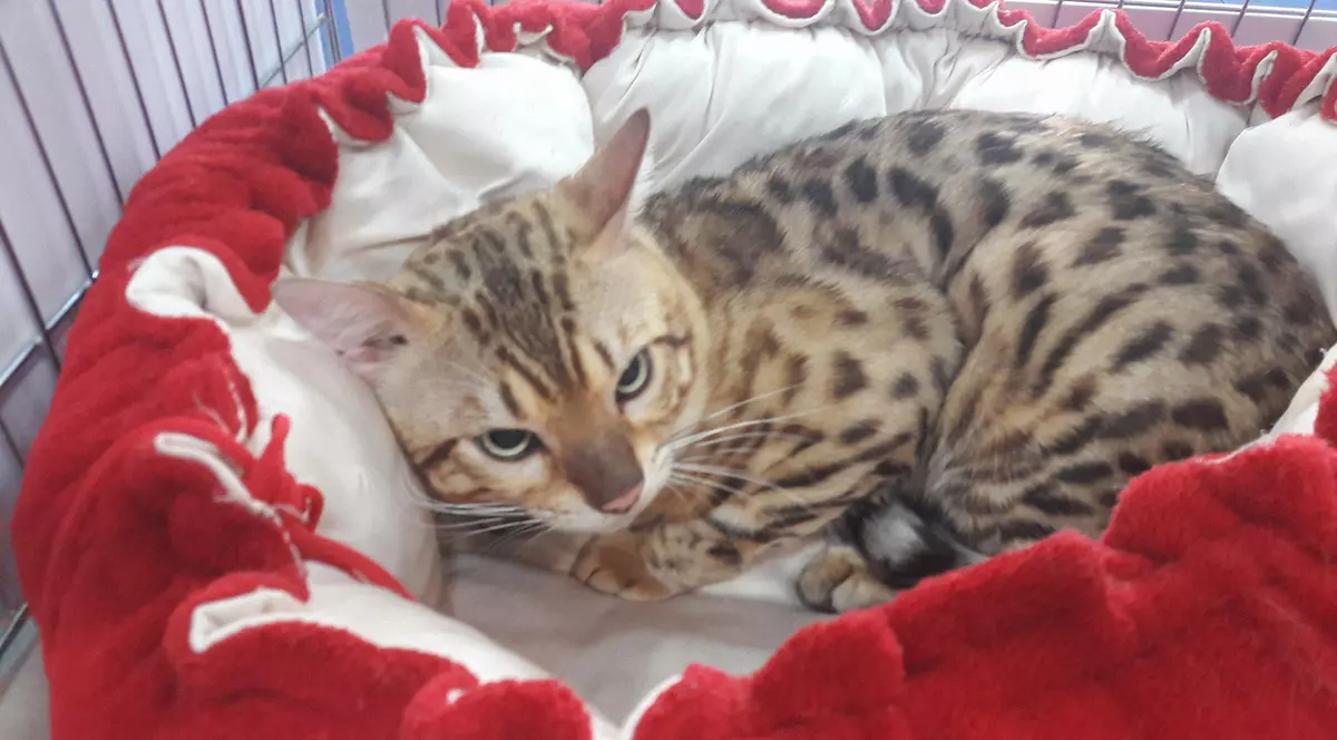 Felix Bengal Onix.