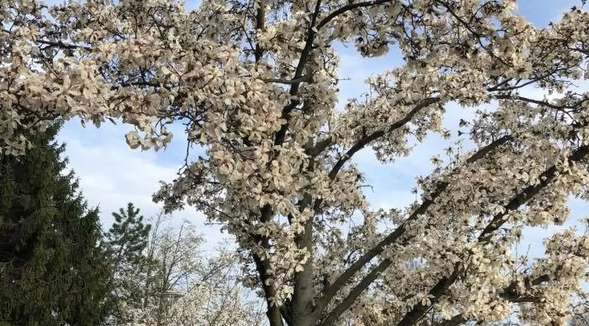 Robu vrea salarii și bonusuri de 5.000 de euro pentru edili