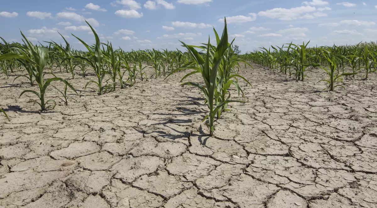 Ministerul Agriculturii va aloca peste un miliard de lei pentru despăgubirea fermierilor afectaţi de secetă