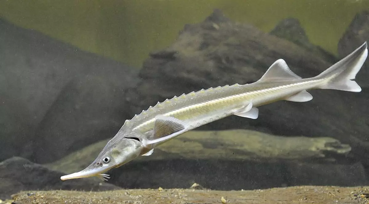 prins cu 32 de kilograme de sturioni asupra sa