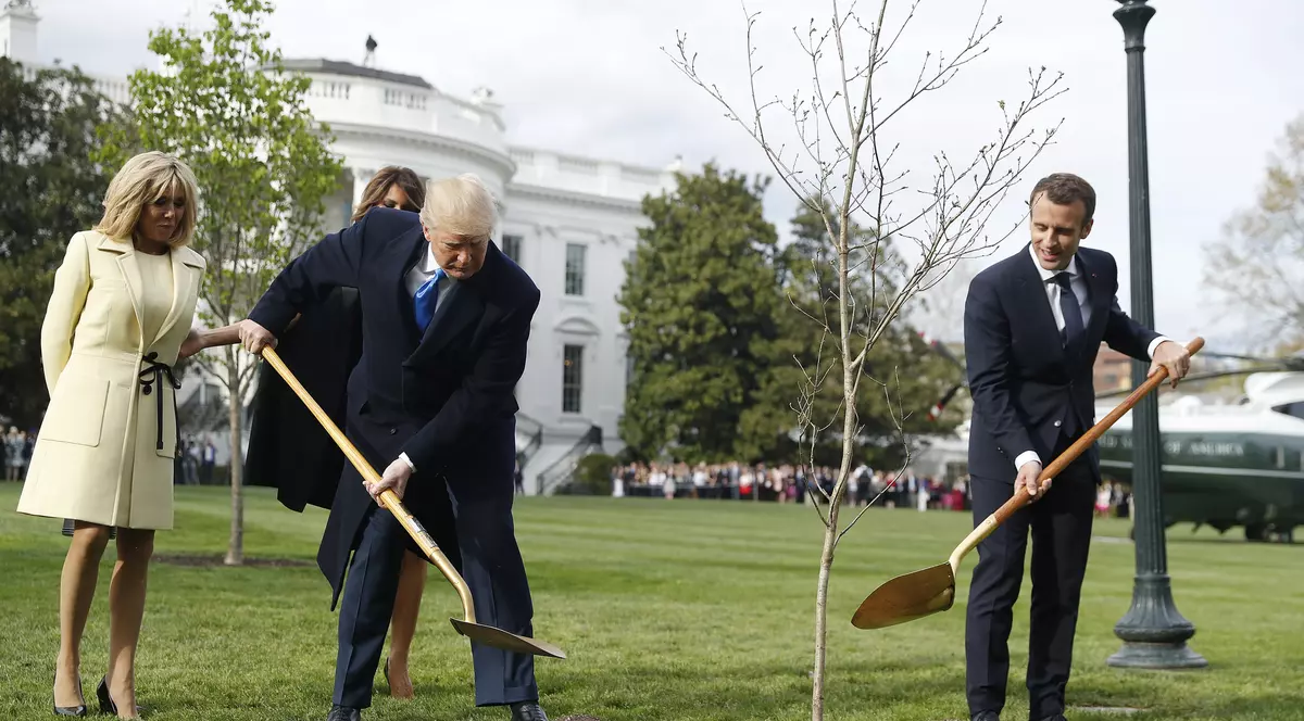 Ce s-a întâmplat cu stejarul plantat de Trump și Macron