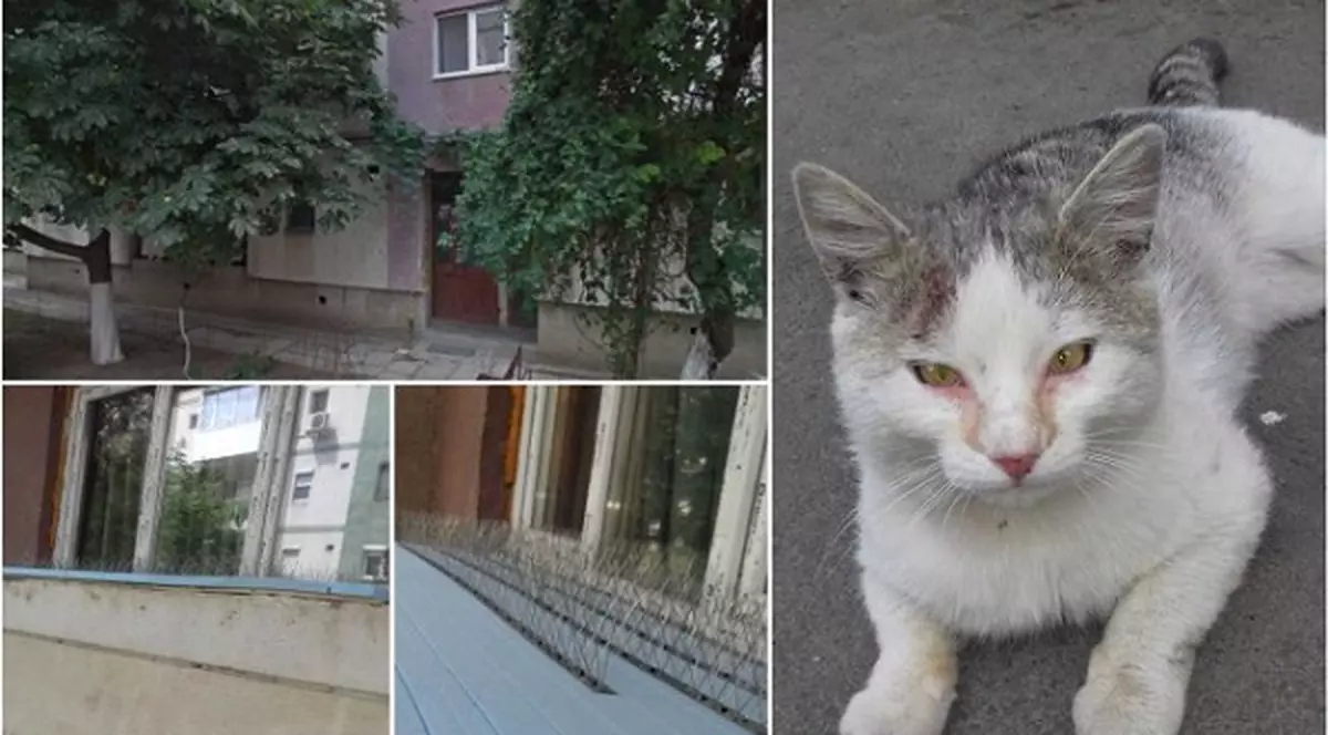 Capcana pentru pisici,invenția crudă a unui arădean