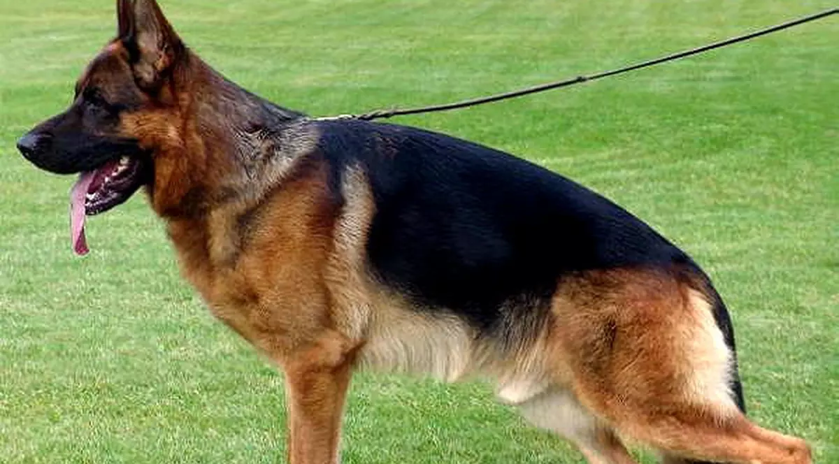 Un băiat din Arad a fost mușcat pe stradă de câinele unui vecin. Copilul este la spital și a fost operat