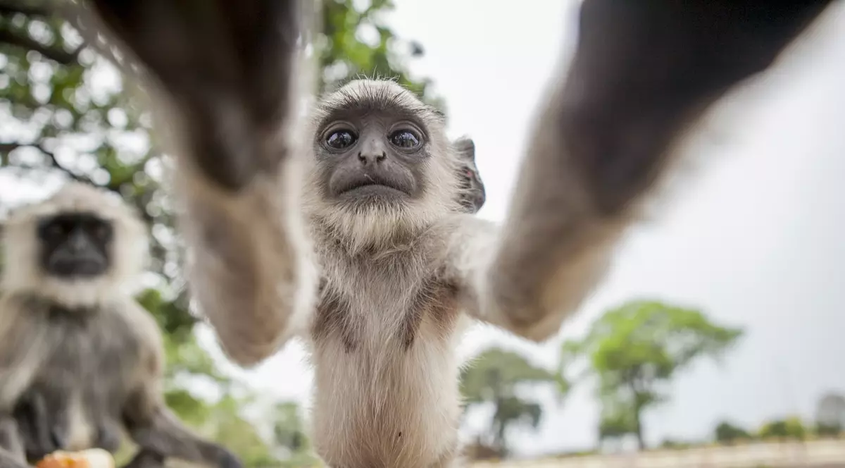 Un pui de maimuță ”și-a făcut” un selfie