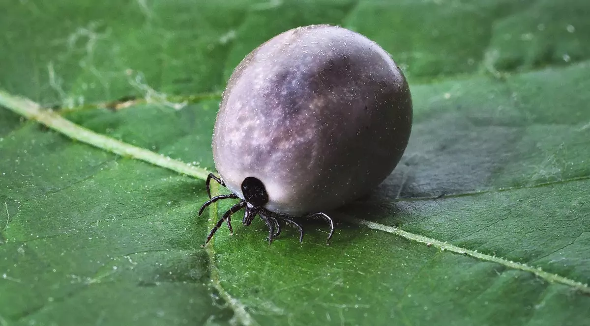 grupa de sânge A sunt cele mai expuse la boala Lyme