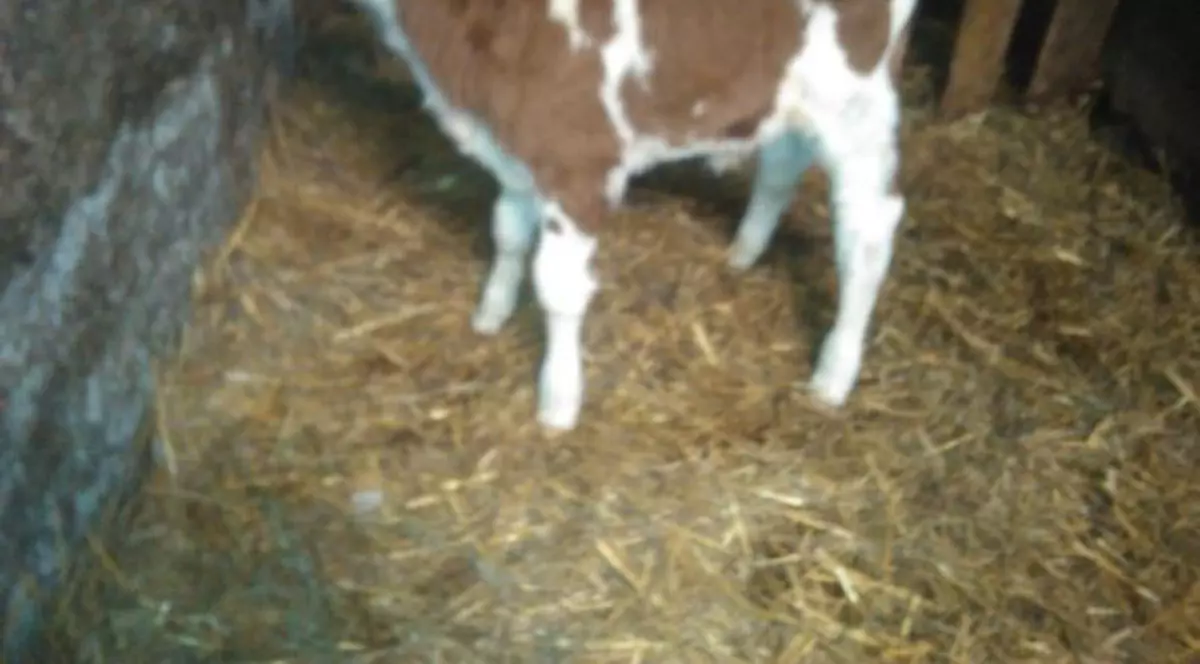 Taur legat de coarne, târât după un tractor zeci de metri. Poliția Timiș a deschis dosar penal