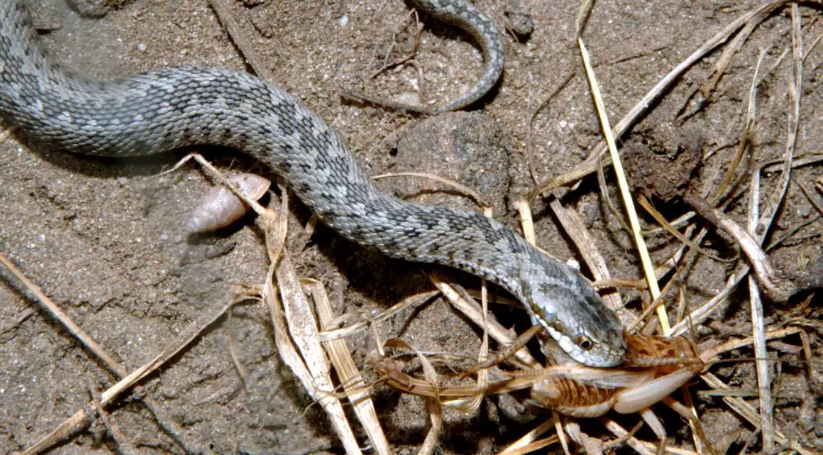 O femeie a fost mușcată de șarpe în județul Iași, în timp ce culegea iarbă