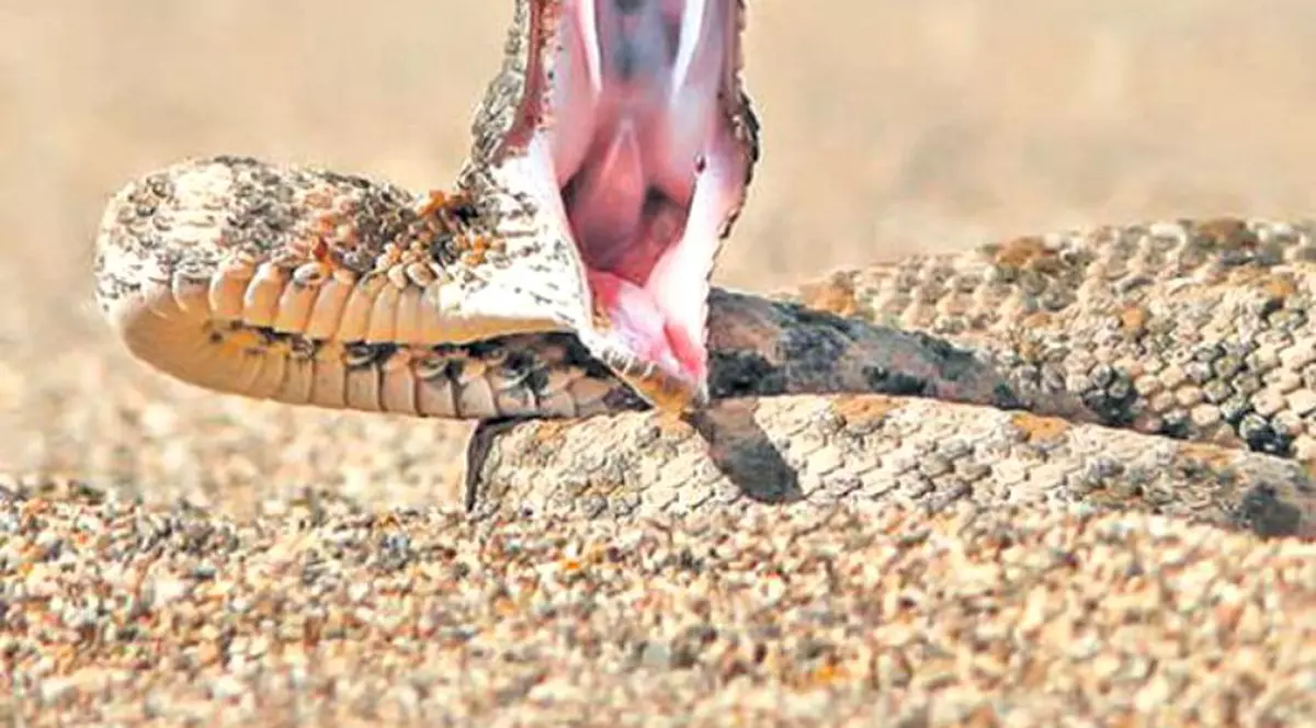 Un bărbat a fost mușcat de viperă în Neudorf, Arad