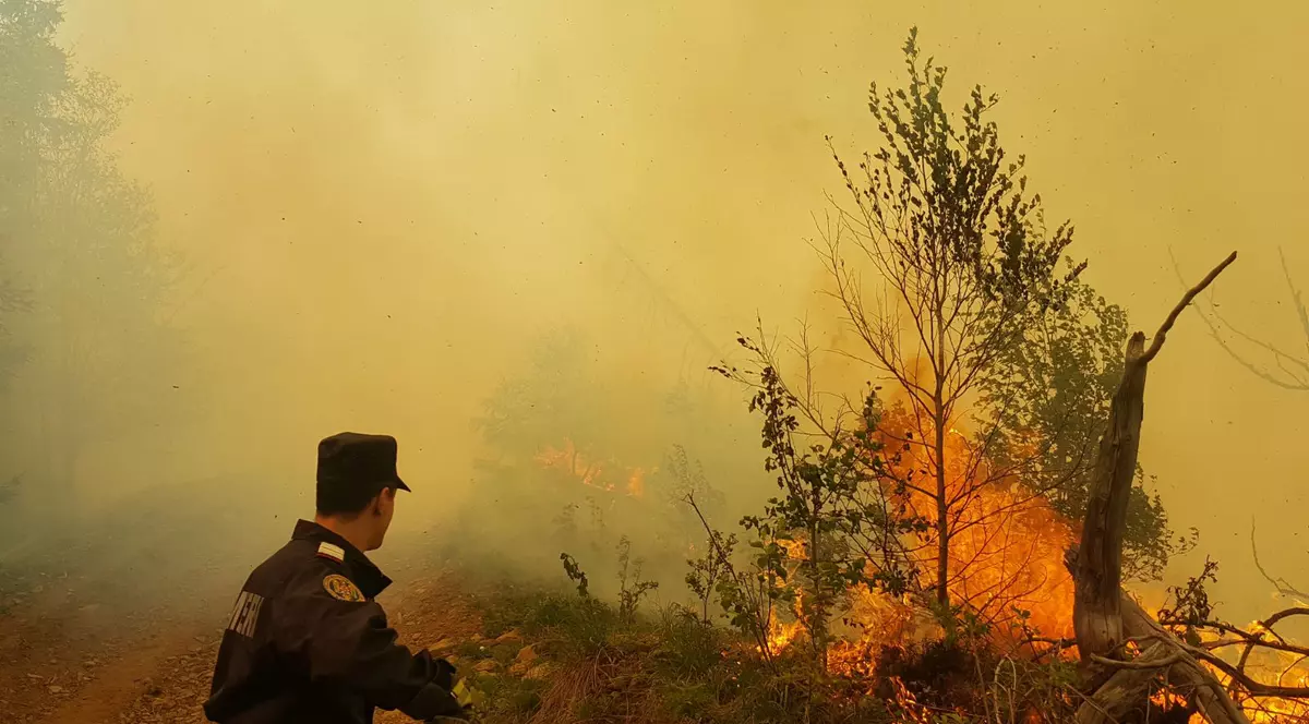 Ce legătură există între încălzirea globală și incendiile de vegetație