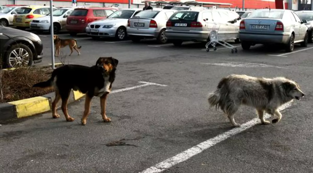 Un bărbat beat a înjunghiat un câine vagabond care se adăpostise de ploaie în scara blocului