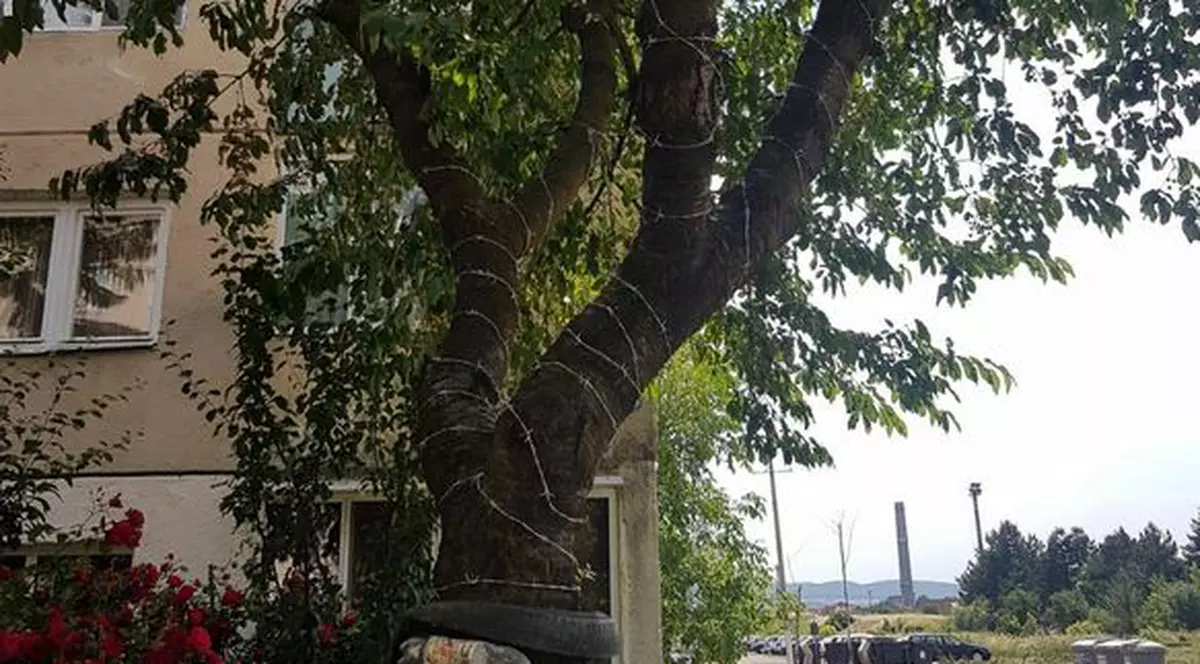Cireş înfășurat cu sârmă ghimpată ca să nu se urce copiii după fructe