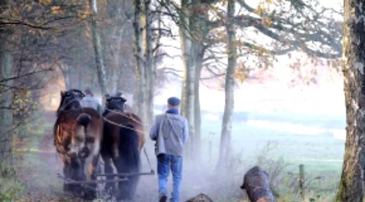 Jandarmi şi silvicultori, atacaţi de tăietori de lemne în Bistriţa-Năsăud. S-a petrecut vineri seara, în munţii din nordul ţării, acolo unde sportul naţional este, de mult timp, tăierea ilegală de arbori.