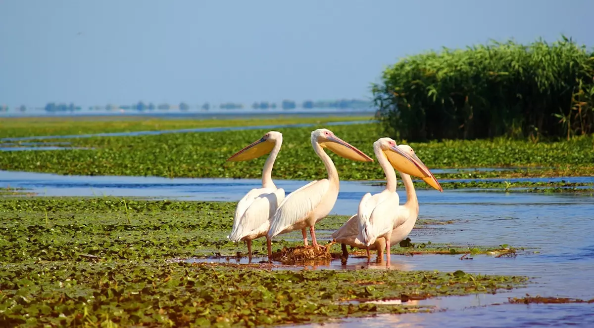 (P) Delta pentru toți de la numai 399 lei!
