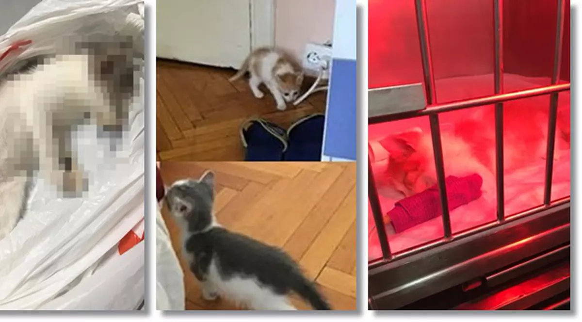 Tânărul din Timișoara acuzat că a omorât pisici adoptate a recunoscut totul. Le-a ucis în bătaie