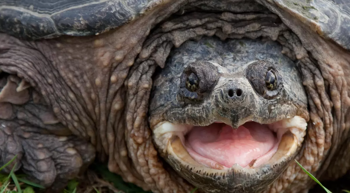 Un profesor i-a dat unei țestoase să mănânce un cățel bolnav în fața elevilor ei