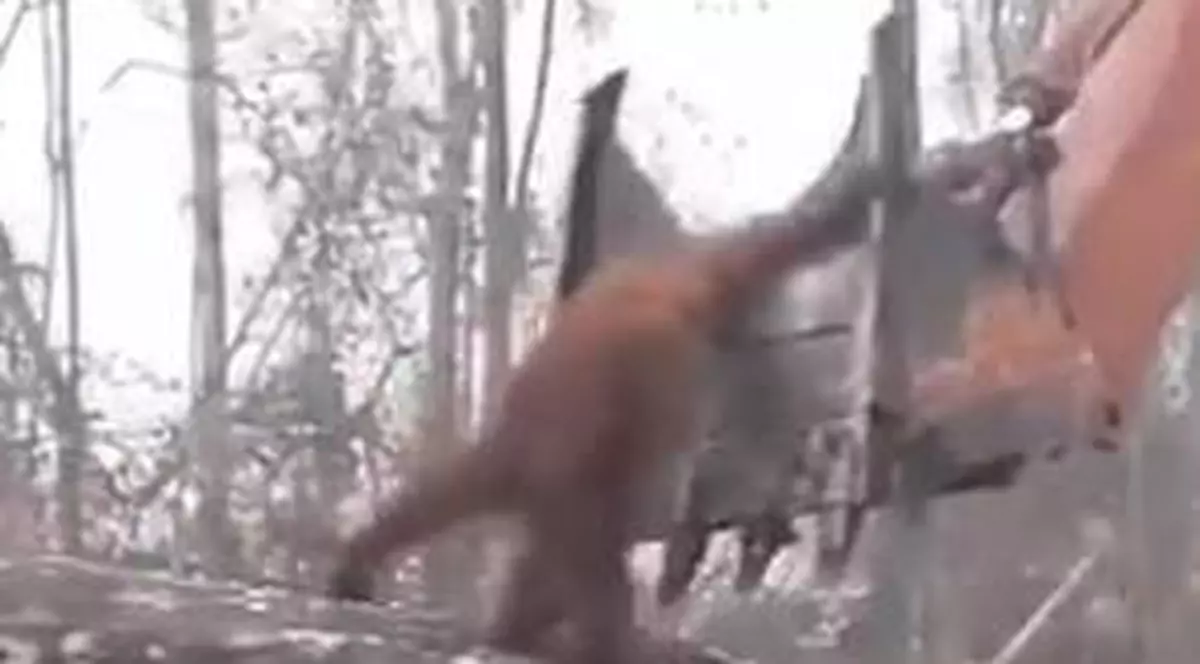 Un urangutan a sărit pe un excavator, în Indonezia. Captură video cu momentul în care urangutanul sare pe cuva excavatorului