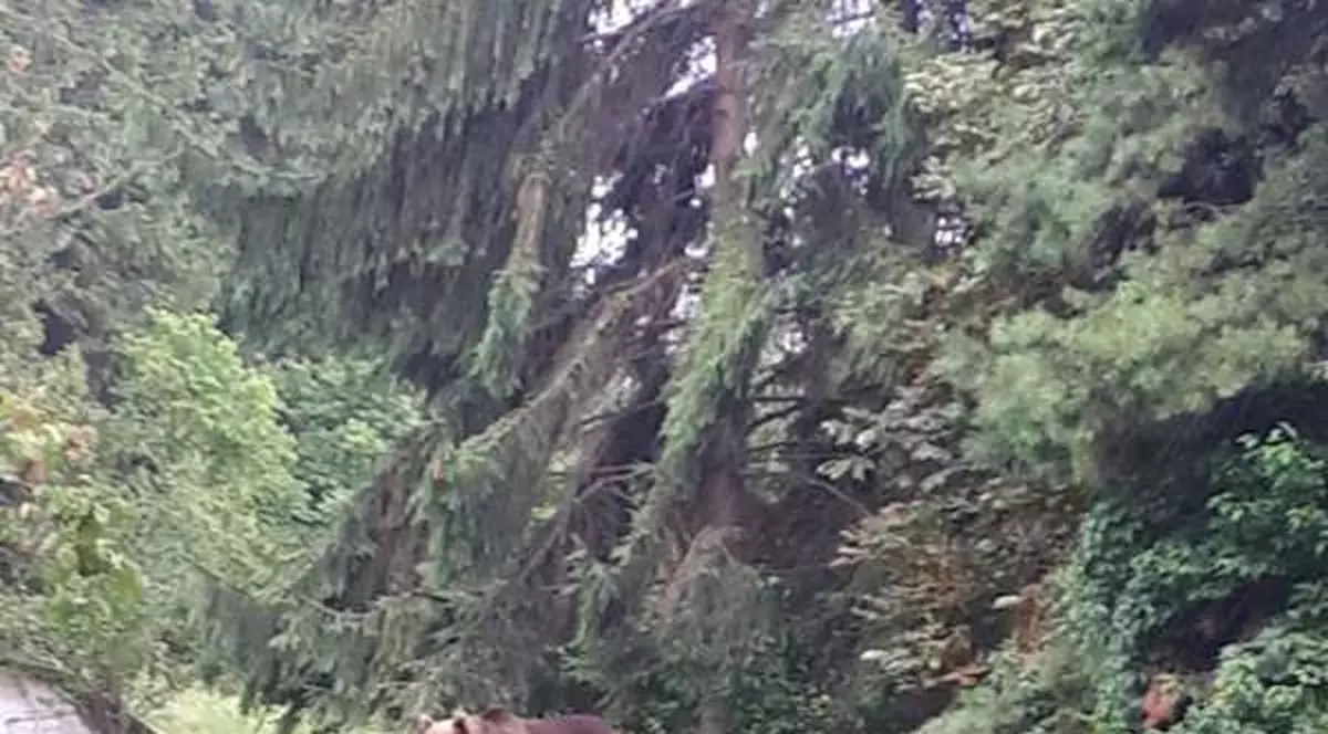 Ursi Spitalului Judeţean din Miercurea Ciuc