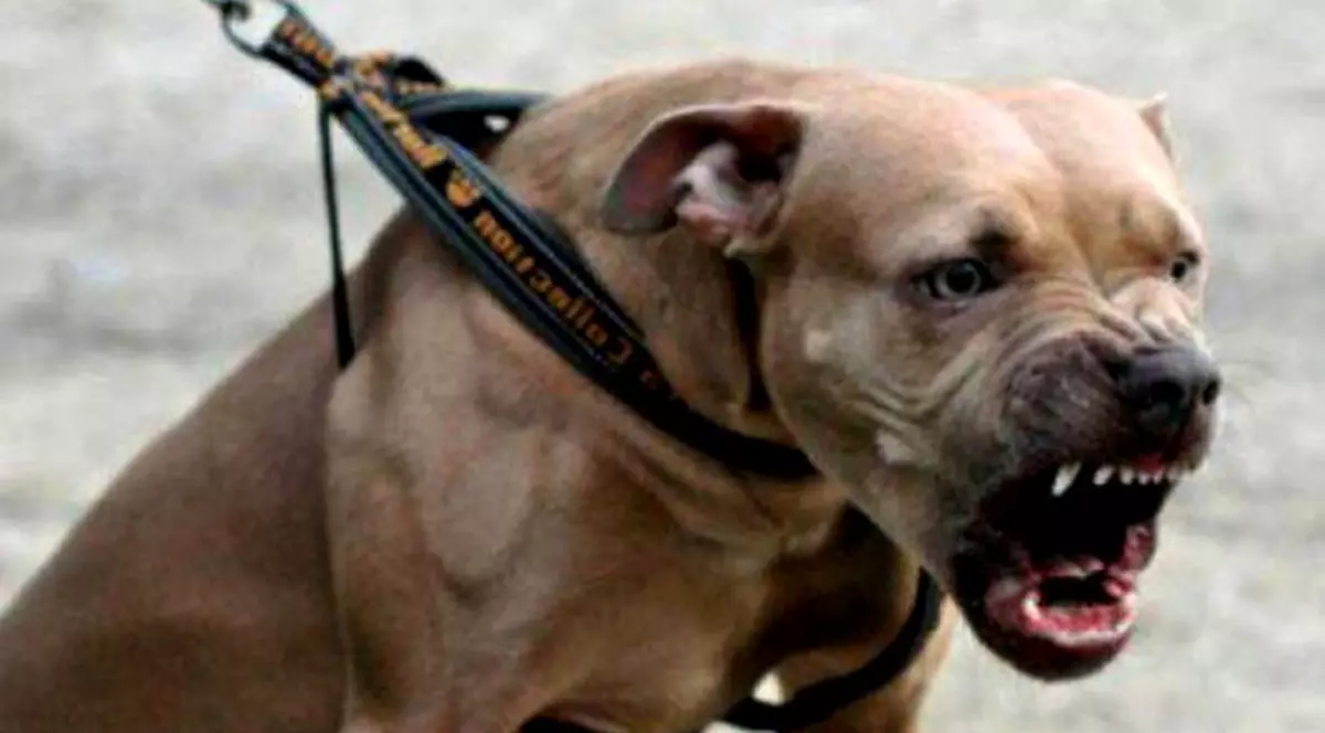 O femeie a fost muşcată de câine în Bucureşti, în această dimineaţă. Victima care se pare că are în jur de 62 de ani a fost internată la Spitalul Universitar.